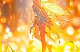 奇幻妖精视频大汇总，带你领略神秘妖精世界