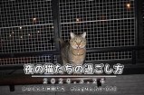 夜猫视频：解锁夜间生活的精彩与乐趣