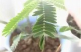 探秘含羞草：成人视频背后的科学与文化意义解析