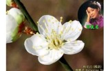 桃花直播：畅享春日桃花盛宴，与你共享美好时光