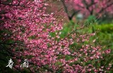 春雨直播视频在线观看：免费观看精彩直播内容全集在线观看