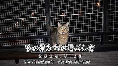 夜猫视频：解锁夜间生活的精彩与乐趣