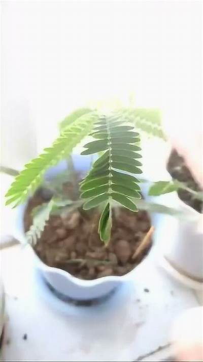探秘含羞草：成人视频背后的科学与文化意义解析