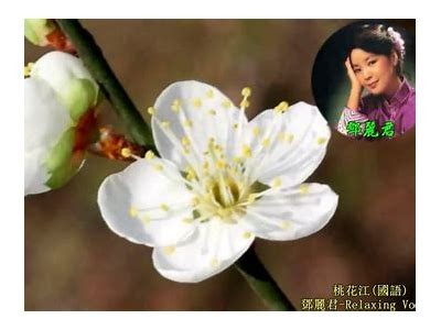 桃花直播：畅享春日桃花盛宴，与你共享美好时光