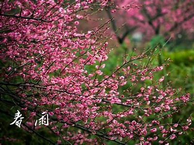 春雨直播视频在线观看：免费观看精彩直播内容全集在线观看